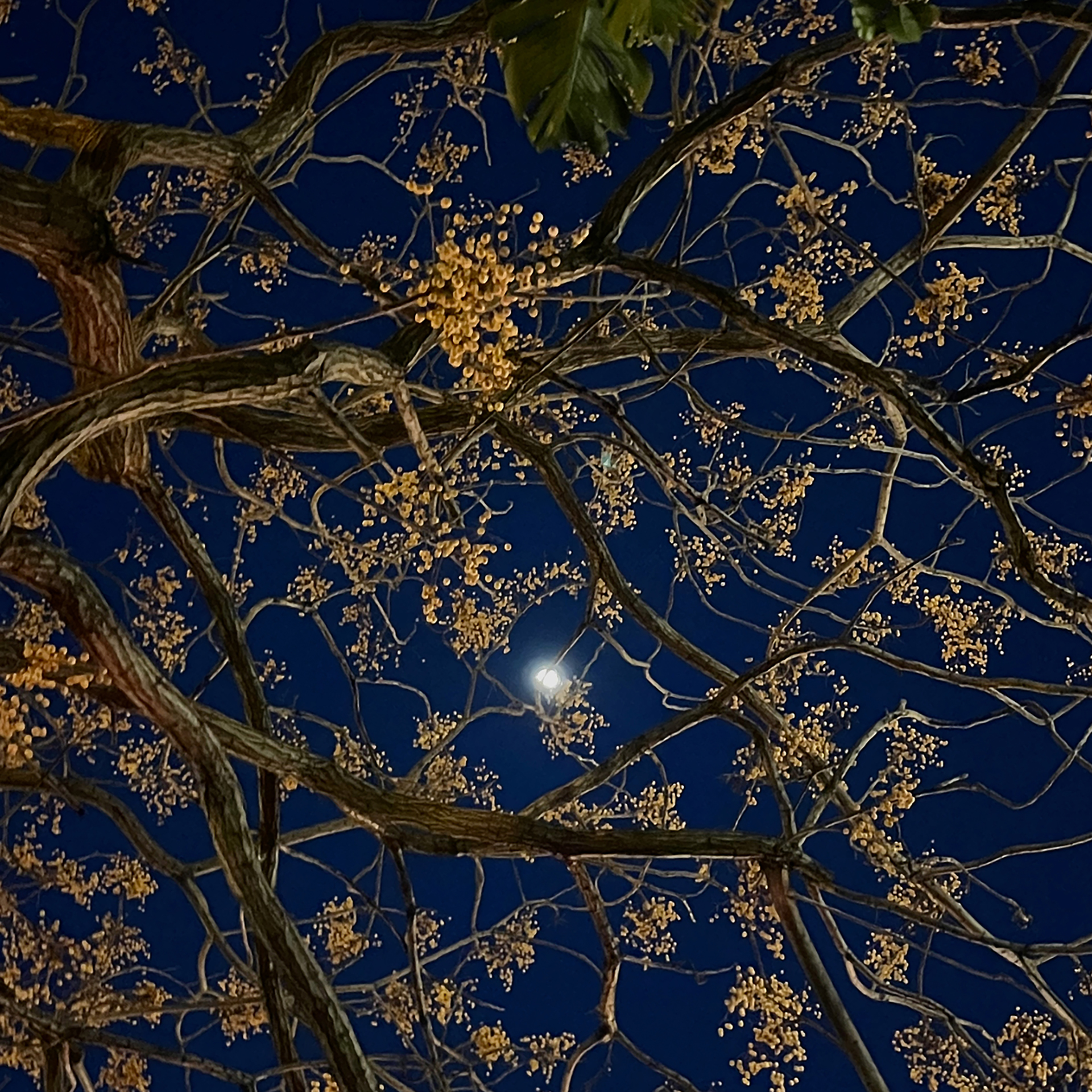 trees, bluemoon, blue sky, blue, photography