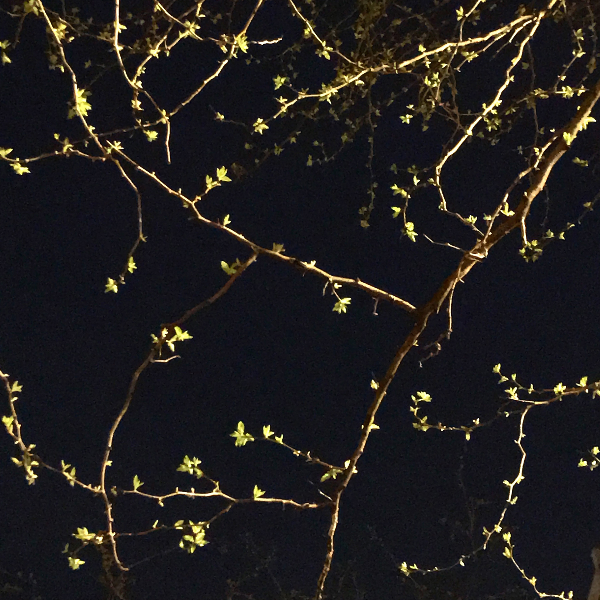 trees, leaves, blue, night, photography