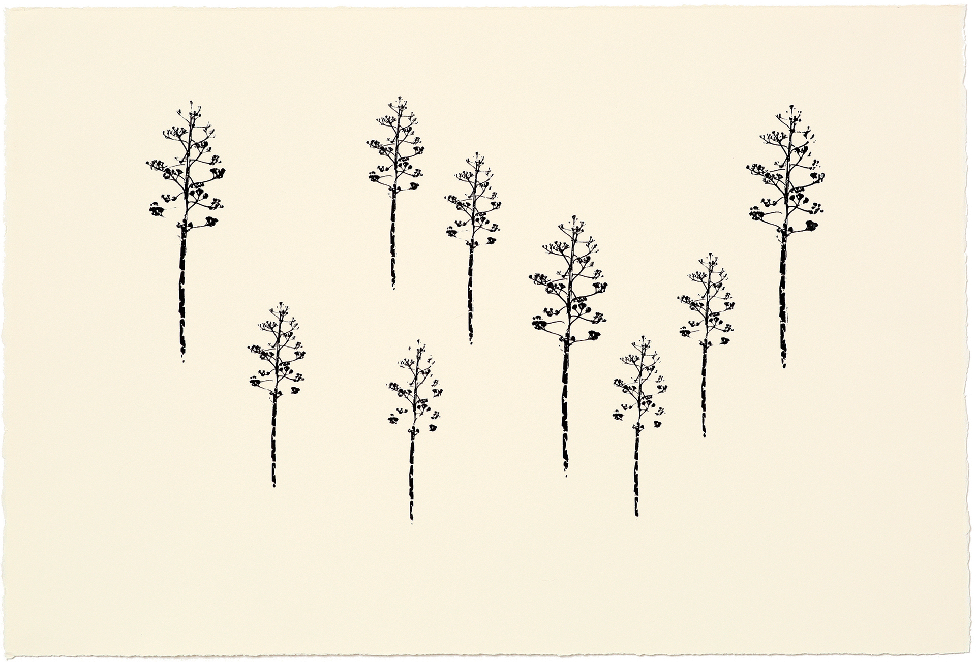 silkscreens, nature, one of a kind prints, printmaking, sisi palmer, art, agave, musci