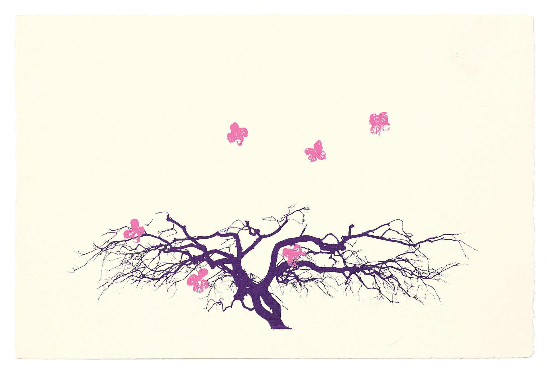 silkscreens, nature, one of a kind prints, printmaking, sisi palmer, art, flowers, pink