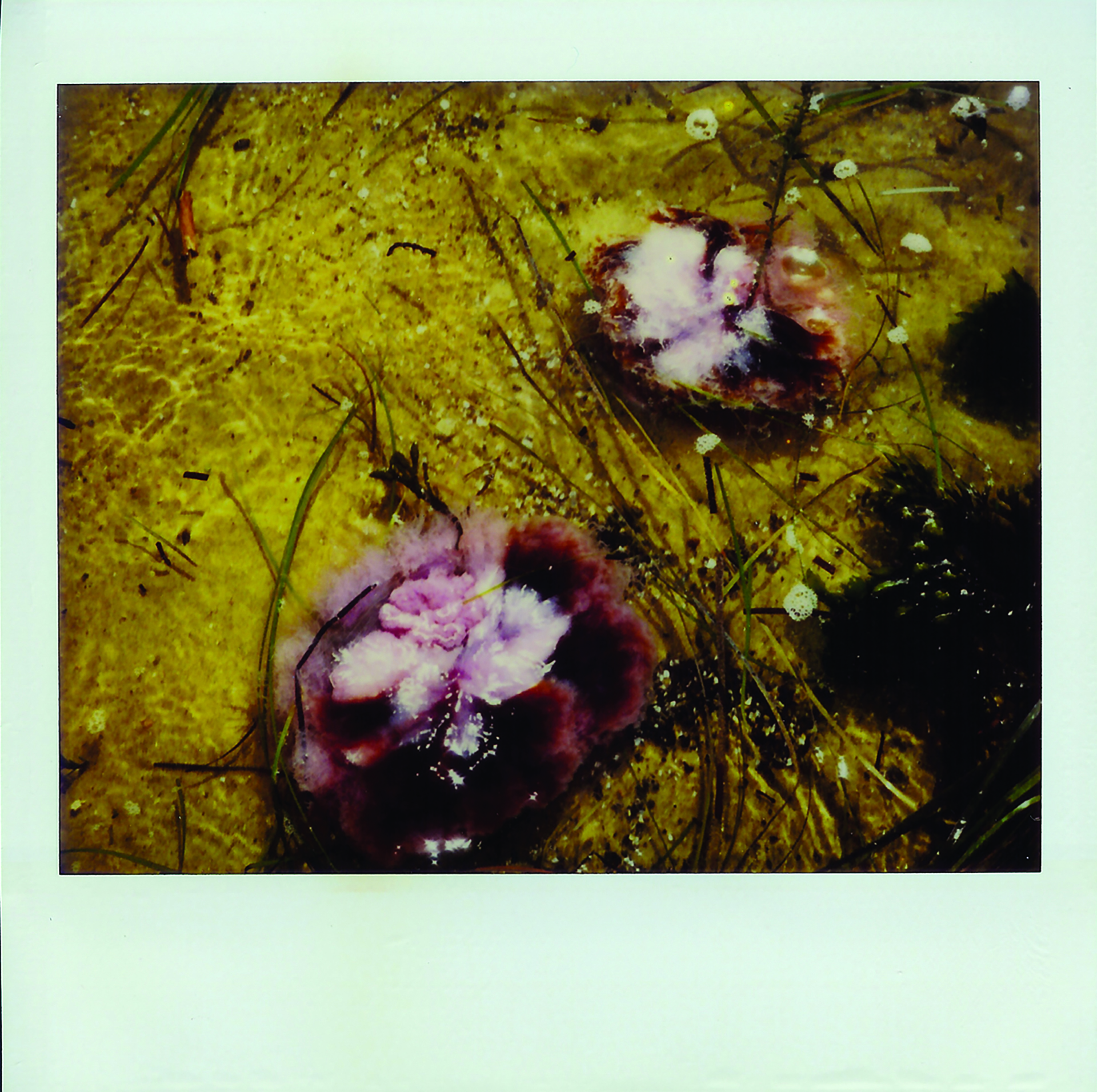 Polaroid, photography, instant photography, sisi palmer, art, deep red medus, jellyfish, flowers, shallow water, ocean, seaweed, sand, deep red, purple, white, yellow ochre sand